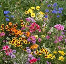 Annual Perennial Wildflower Mix Pure Seed No Fillers Included In This Mix Chinese Forget Me Not Candytuf Flower Seeds Heirlooms Flowers Flower Landscape