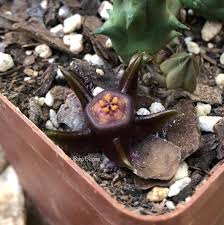 Image result for Duvalia polita