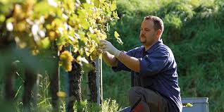 Emplois saisonniers, cdd, cdi, stages… vous travaillez dans un camping ? Msa Sante Securite En Agriculture La Dares A Publie Une Etude Sur L Emploi Saisonnier Avec Un Focus Sur Les Vendanges