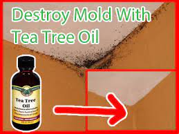 Destry Mold With Tea Tree Oil Mold Remover Oils Cleaning Hacks