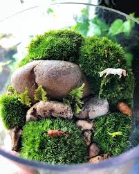 New Moss Terrarium Sneak Peek From Doodle Bird Terrariums Plant Care Instructions Live Plants Plant Care