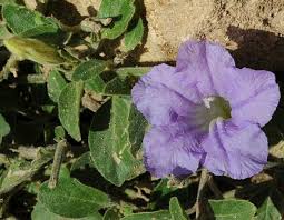 Image result for Ruellia patula