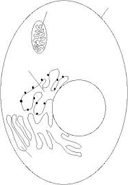 Over time, the white and yolk of an egg lose quality. Reinforcement Cell Structure Worksheet Answers Reinforcement Cell Division