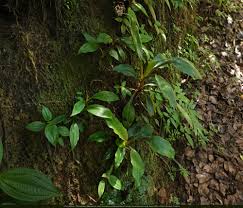 Image result for Peperomia fernandopoiana