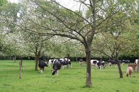 Ces hébergements à la ferme, gîtes et chambres d'hôtes, proposent ainsi des vacances plus proches de la nature où participent petits et grands : Gite Caracteristique A La Ferme Calvados Normandie Bonnebosq