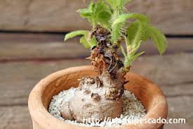 Image result for Cyphostemma hypoleucum