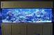 Saltwater Fish For Tank