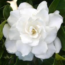 Gardenia Jasminoides Veitchii 1 Plants 1 Feet Etsy In 2020 Flowers Gardenia Fragrant Flowers