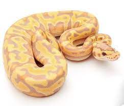 Pin On Insane Ball Python Morphs