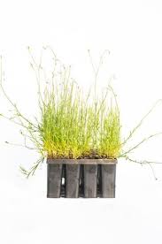Image result for Wahlenbergia paludicola
