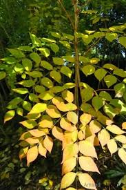 Image result for Dovyalis spinosissima