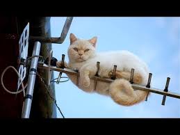 Try Not To Laugh Like Hell Impossible Funny Animal Compilation Youtube Just look how all these dogs, puppies, cats.