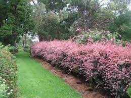 Berberis Thunbergii Rose Glow Front Yard Landscaping Shrubs Flowering Shrubs