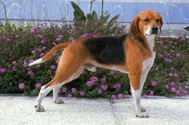 Image result for Harrier dog