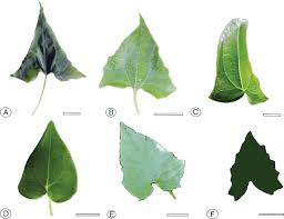 Image result for Mikania