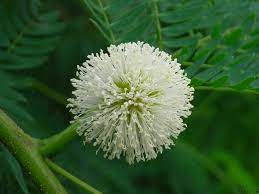 Leucaena Leucocephala Wild Tamarind Wild Flowers Flowers Wild