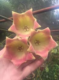 Each individual bloom measures three inches across, the size of a small coffee cup. Hoya Lauterbachii Hoya Plants Unique Plants Weird Plants
