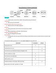 Mitosis worksheet & diagram identification mitosis and diagram identification answer key ib biology. Mitosis Worksheet Ch Docx Mitosis Worksheet Diagram Identification Questions 1 Chromosomes Move To The Middle Of The Spindle During What Phase Course Hero