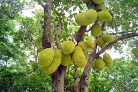 See more ideas about jackfruit, fruit, jackfruit tree. Jackfruit Tree And Fruit Stock Photo Picture And Royalty Free Image Image 16465067