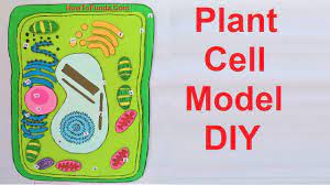 Check spelling or type a new query. Plant Cell Model Making For Science Fair Project Diy At Home Howtofunda Youtube