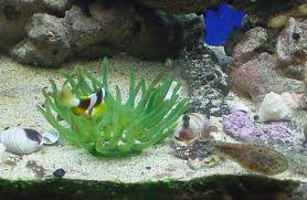 From coral bubblers and stone cave formations to seasonal ornaments, statues and shipwrecks with sunken treasure to bridges, ancient ruins and skulls, you can decorate their tank as often as you like. Artificial Decorations Yes No Aquarium Advice Aquarium Forum Community