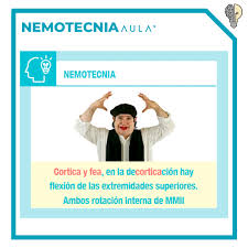 Aulaplus Regla Nemotecnica Decorticacion Reflejo Facebook De wikipedia, la enciclopedia libre.