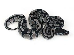 Axanthic Black Pewter Ball Python Axanthic Morph List World Of Ball Pythons Ball Python Morphs