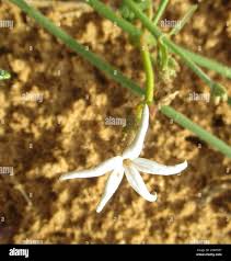 Image result for Orthanthera