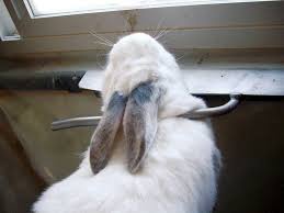 So this summer mr.moniker and i are trying our hands at raising rabbits for meat. Rabbit A Great Meat Animal For Small Homesteads Mother Earth News