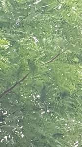 Image result for Acacia davyi
