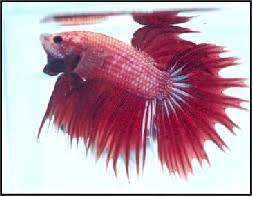 Types Of Bettas By Colour Tailss Patterns And Genetics