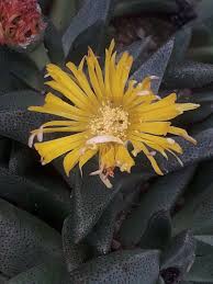 Image result for Nananthus vittatus