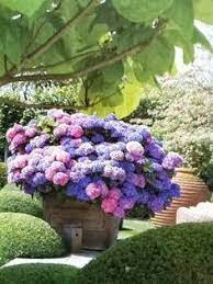 Hydrangeas Planting Hydrangeas Growing Hydrangeas Plants