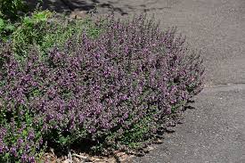 Image result for Chamaecrista gracilior