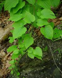Image result for Dioscorea hirtiflora