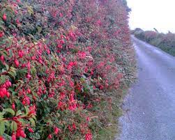 Google Image Result For Http Www Rowangant Com Wp Content Uploads 2011 05 Fus What Are Weeds Ireland Ireland Travel