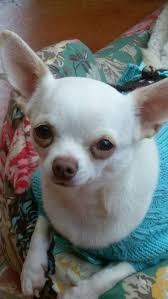 Join Us On Facebook Jamie A Little White Chihuahua Cute Chihuahua Chihuahua Puppies Chihuahua Funny