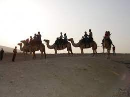 The many things to do in israel. Negev Camel Ranch Hostel In Negev Hostelsclub