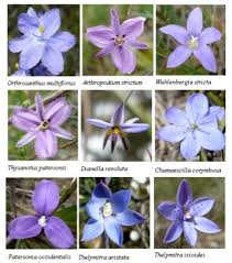 Abn 32 729 630 527 ©2020 by living green and feeling seedy. Introducing Thelymitra Freya S Research