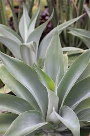 Image result for Buchnera attenuata