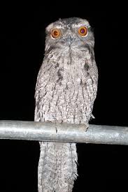 Birds Of Prey Wikipedia Indonesia Marbled Frogmouth Wikipedia Bird Pictures Bird Species Beautiful Birds