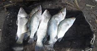 155 resep kakap putih ala rumahan yang mudah dan enak dari komunitas memasak terbesar dunia! Dunia Mancing Mengenal Karateristik Ikan Kakap Putih Atau Barramundi