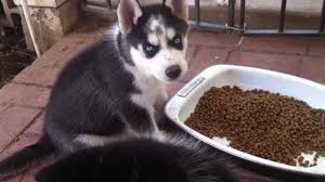 puppy husky feeding time 8 weeks old