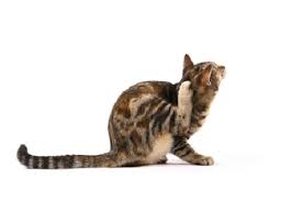 I grew up with many cats, have had cats most of my life, and have been a cat breeder. Itching And Allergy In Cats Urban Animal Veterinary Hospital Houston Heights Vet
