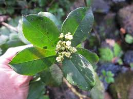 Image result for Maytenus undata