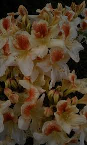 Azaleadendron Glory Of Littleworth Met Afbeeldingen Tuin