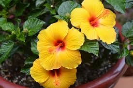 If you would like to see the exact colors and test the fabric just order a sample :) standard sizes of wallpapers: Hibiscus Flowers Tropical Free Photo On Pixabay