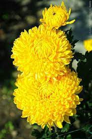 Pin By Mona Moni On Krizantema Lule Shen Mitri Chrysanthemum Flower Chrysanthemum Beautiful Flowers Garden