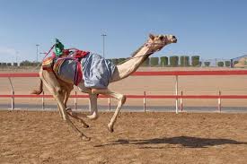 Al sawan camel track pořízené členy webu tripadvisor. Camel Race Track In Ras Al Khaimah 7toucans Share Your Travel Experience