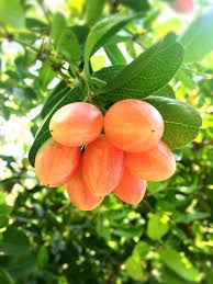 Frutas Exoticas E Coloridas Fruta Estranha Plantae Frutas Tropicais